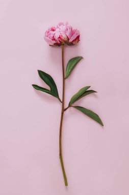 Pembe renkli arka planda güzel pembe bir şakayık. Mesaj için yer. Düz yatıyordu.