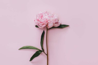 Pembe renkli arka planda güzel pembe bir şakayık. Mesaj için yer. Düz yatıyordu.