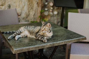 Cute tabby grey cat on a table in a street cafe of Budva old town, Montenegro. Portrait of a street cat.