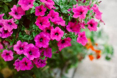 Yaz caddesinde güzel pembe petunya çiçekleri. Seçici odak.