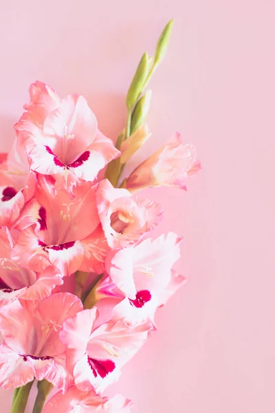 Beautiful Pink Gladiolus Flowers Pink Background Place Text — ストック写真