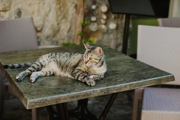 Cute tabby grey cat on a table in a street cafe of Budva old town, Montenegro. Portrait of a street cat.