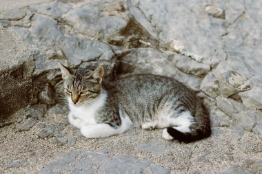 Cute tabby grey cat on a rocks of Budva old town, Montenegro. Portrait of a street cat.
