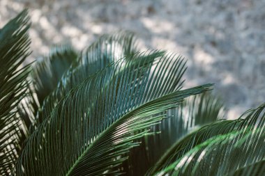 Green palm leaves in a sunlight. Summer background. Selective focus.
