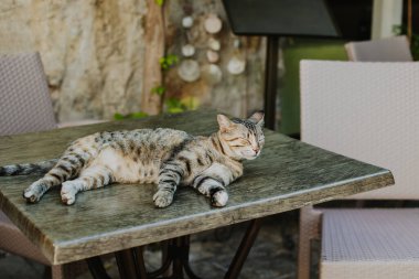 Cute tabby grey cat on a rocks of Budva old town, Montenegro. Portrait of a street cat.
