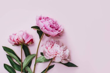 Beautiful pink peonies on a pink pastel background. Flat lay. Place for text.
