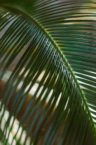 Blurred Palm Leaf Sunlight Summer Background Selective Focus — 图库照片