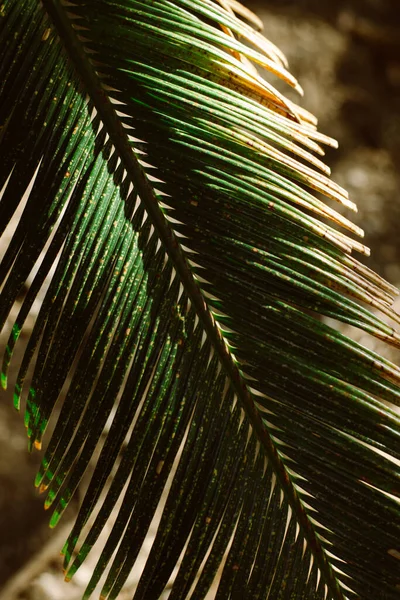 Green Palm Leaves Sunlight Summer Background Selective Focus Place Text — 图库照片