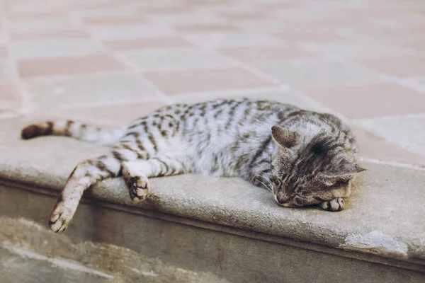 Grazioso Gatto Grigio Tabby Una Strada Della Città Vecchia Kotor — Foto Stock