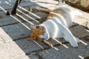 Karadağ 'ın Kotor kentindeki bankın altında yatan sevimli sokak kedisi. Bir sokak kedisinin portresi.