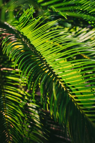 浅绿色的棕榈叶在阳光下显得模糊 夏天的背景有选择的重点 — 图库照片