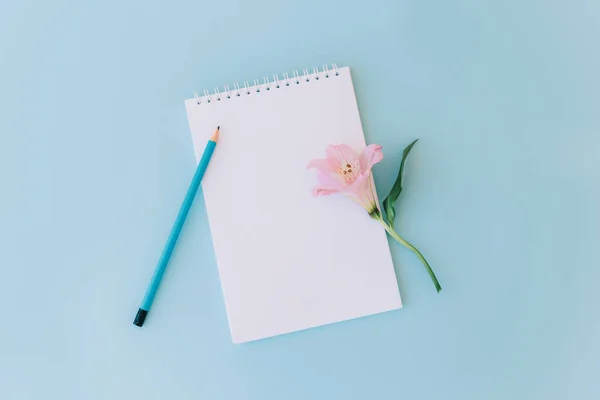 Cuaderno Con Página Blanco Flor Rosa Lápiz Sobre Fondo Azul Imágenes De Stock Sin Royalties Gratis