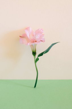 Yeşil arka planda güzel pembe bir Alstroemeria çiçeği. Metin için yer.