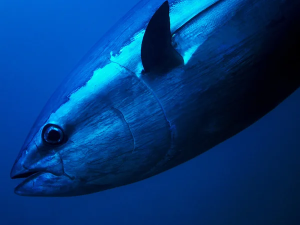 Tuna — Stock Photo, Image