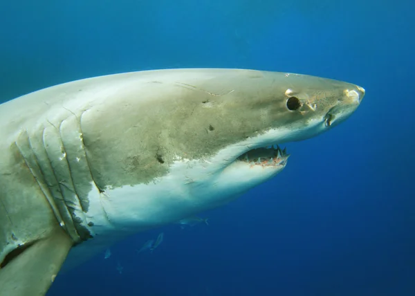 Gran tiburón blanco — Foto de Stock