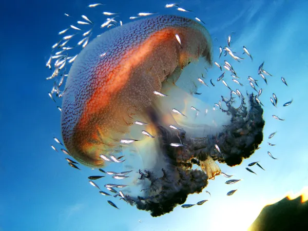 Jellyfish — Stock Photo, Image