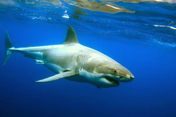 Gran tiburón blanco — Foto de Stock