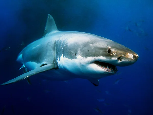 Gran tiburón blanco —  Fotos de Stock