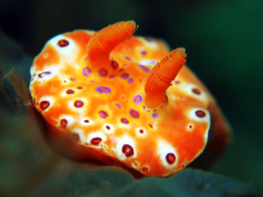 Kısa kuyruklu Ceratosoma Nudibranch yakın çekim