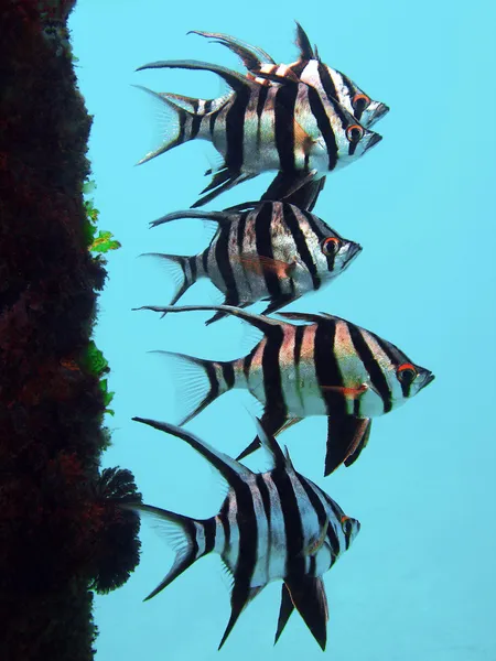 Escuela de Oldwife pescado — Foto de Stock