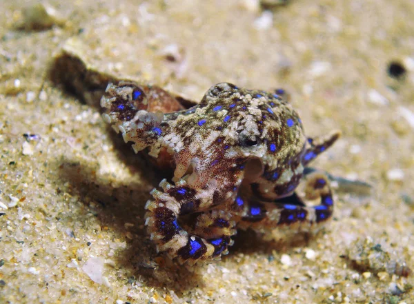 Blue Ringed Octopus — Stock Photo, Image