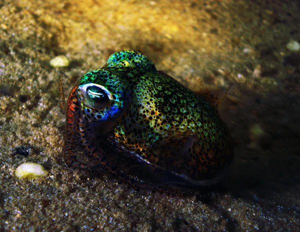 Bobtail Squid — Stockfoto