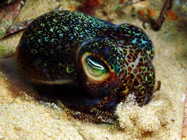 Bobtail Squid — Stockfoto