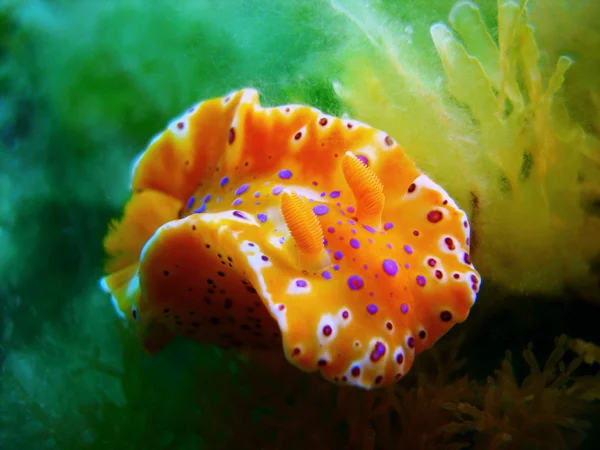 Krátké sledoval ceratosoma nudibranch — Stock fotografie