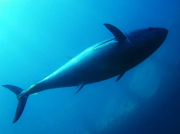 Tuna — Stock Photo, Image