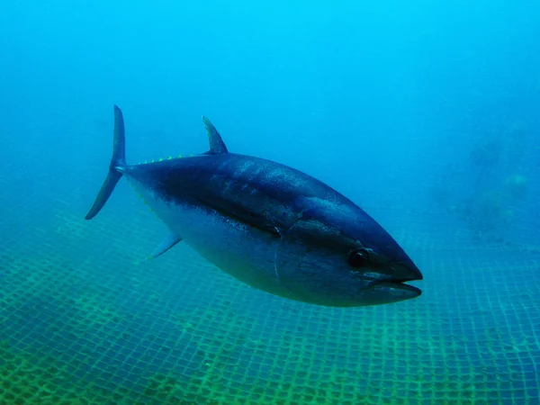 Tuna — Stock Photo, Image