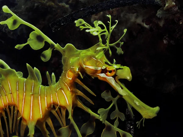 Beautiful and elegant leafy seadragon — Stock Photo, Image