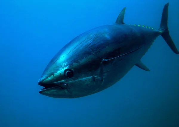 Tuna — Stock Photo, Image