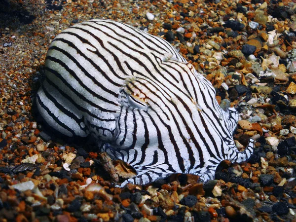 Pyjama bläckfisk — Stockfoto