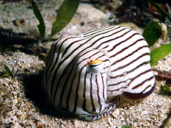 Pyjama-Tintenfisch — Stockfoto