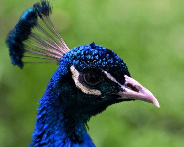 Tavus kuşu portre