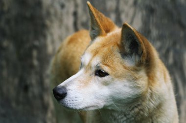 Dingo yakın çekim