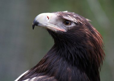 Kama kuyruklu kartal yakın çekim