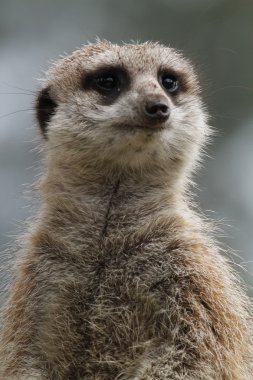 meerkat yakın çekim