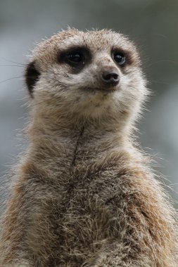 Meerkat Close-up clipart