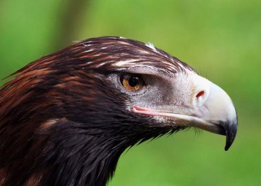 kama kuyruklu kartal portre