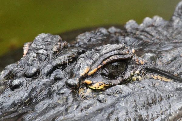 Alligator eyes closeup — Stock Photo, Image