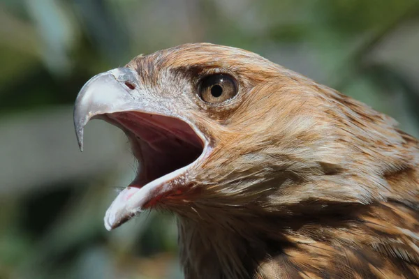 A Black Kite Face Closeup Image — Stock Photo, Image