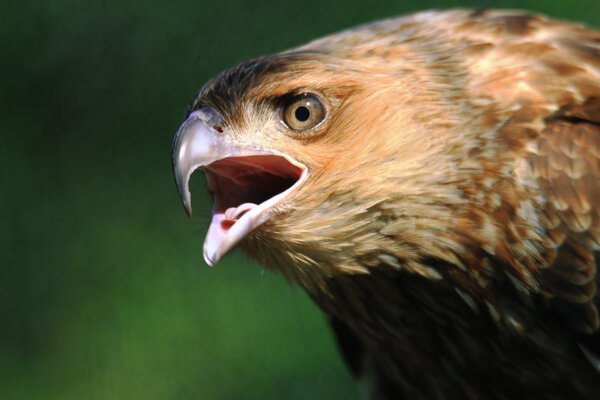 A Black Kite Face Closeup Image