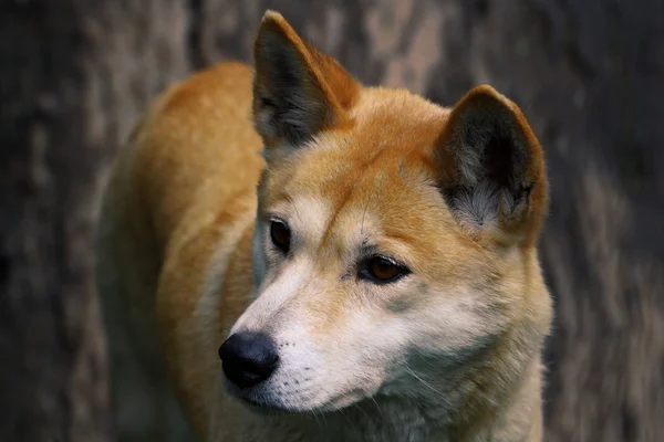 Dingo close-up — Fotografia de Stock