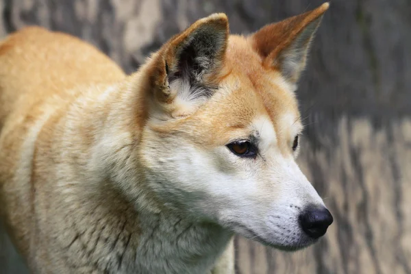 Dingo närbild — Stockfoto