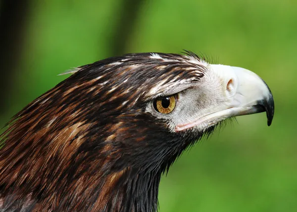 Aigle à queue compensée Gros plan — Photo