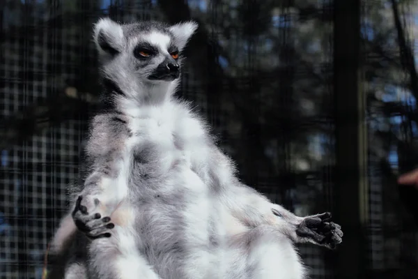 Ring tailed lemur sun baking In yoga position — Stock Photo, Image