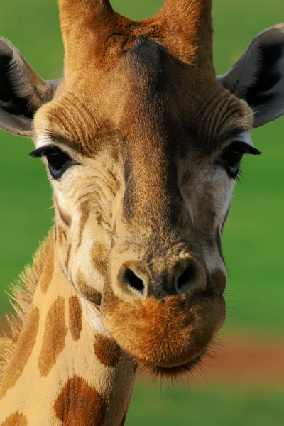 Giraffe linda cara hacia arriba imagen —  Fotos de Stock