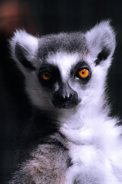 Lemur Primer plano — Foto de Stock