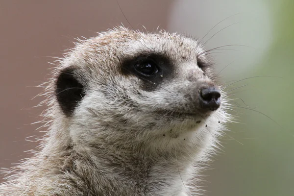 Meerkat Close-up — Stock Photo, Image